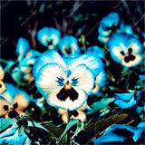 Pansy Seeds 100 Pack