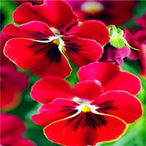 Pansy Seeds 100 Pack
