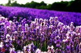 Lavender Flower Seeds 200pcs