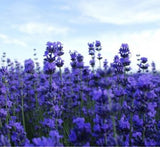 Lavender Flower Seeds 200pcs